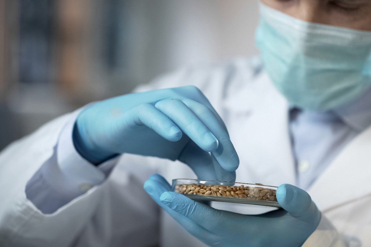 Food laboratory worker checking quality of grain