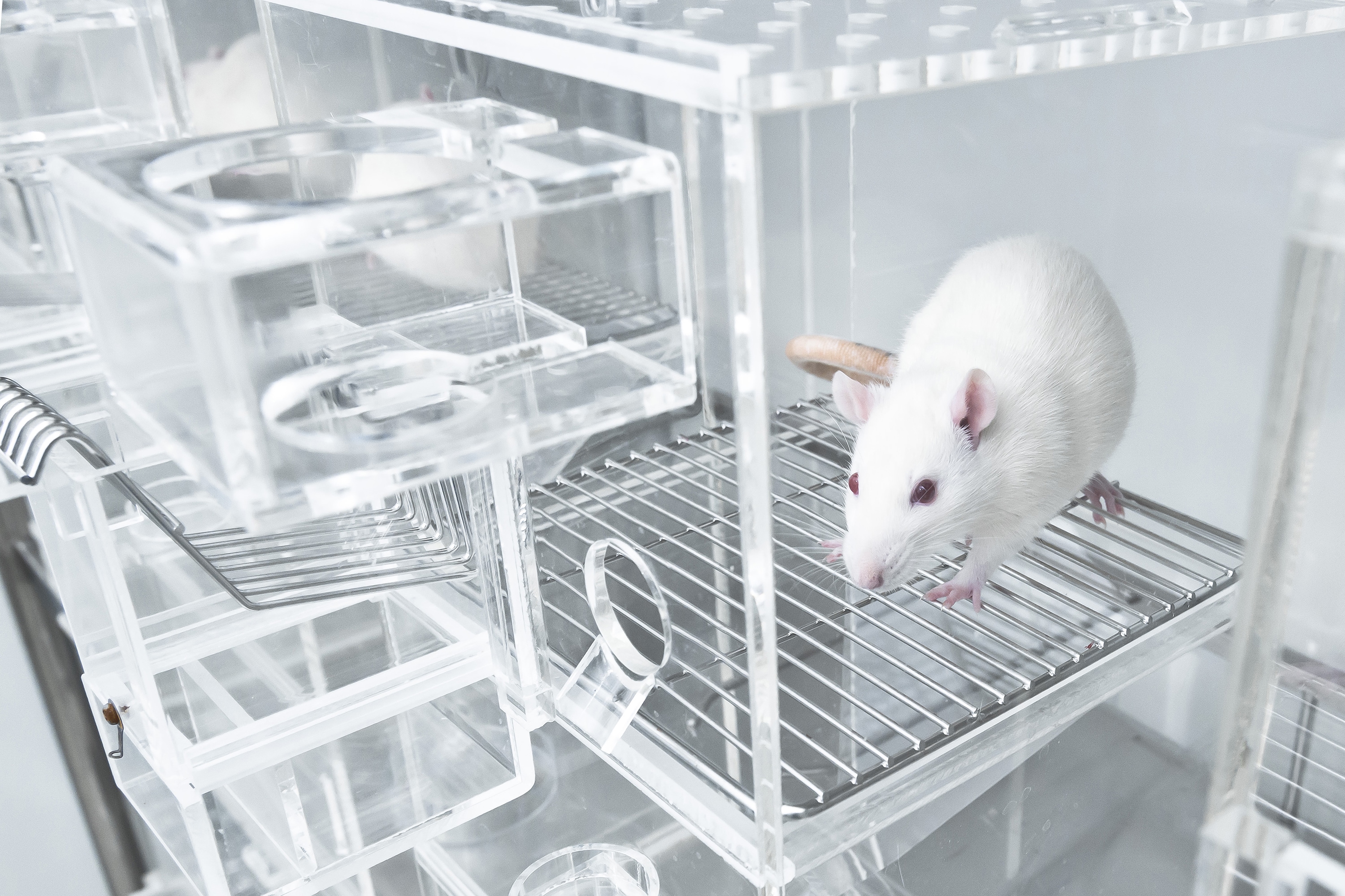 Metabonomics and the Application of LCMS to the Analysis of Rat Urine