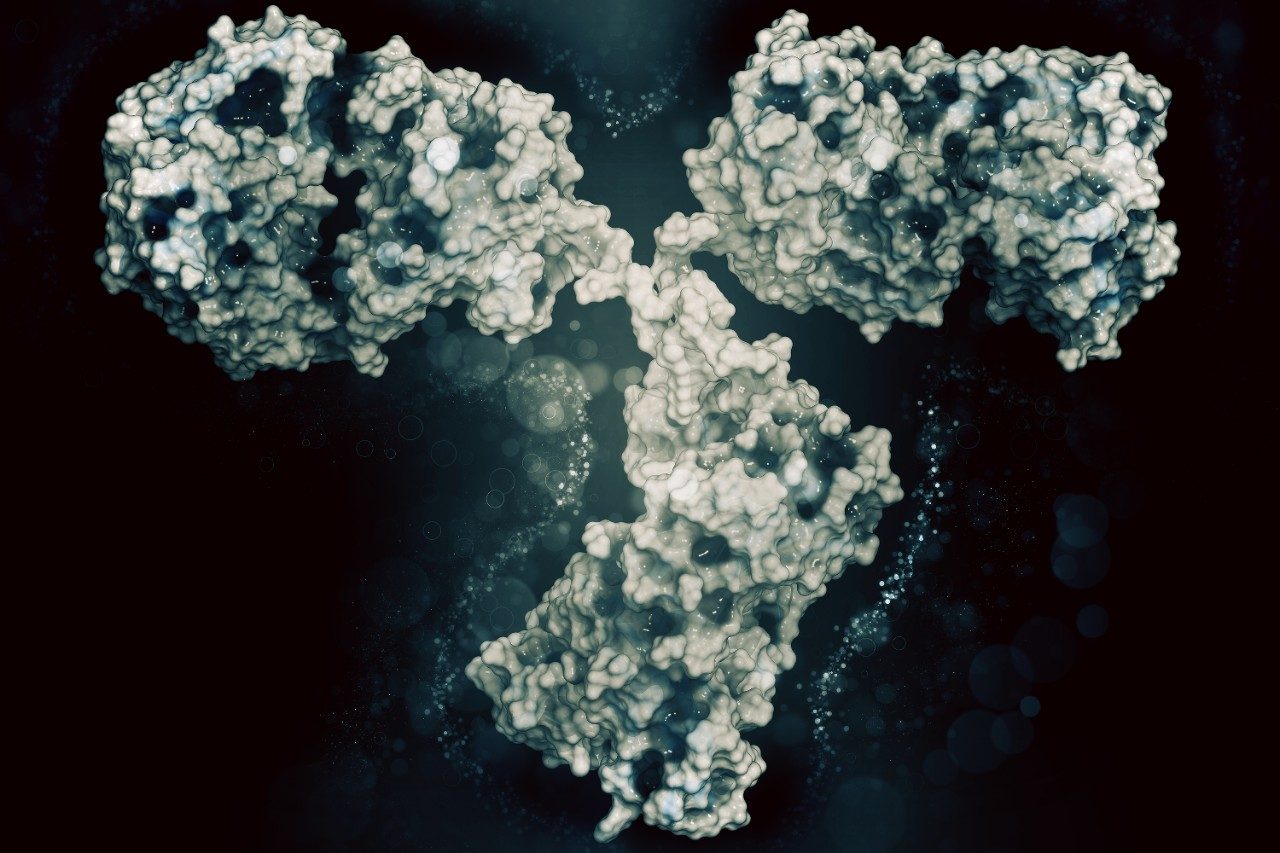 IgG2a monoclonal antibody (immunoglobulin)