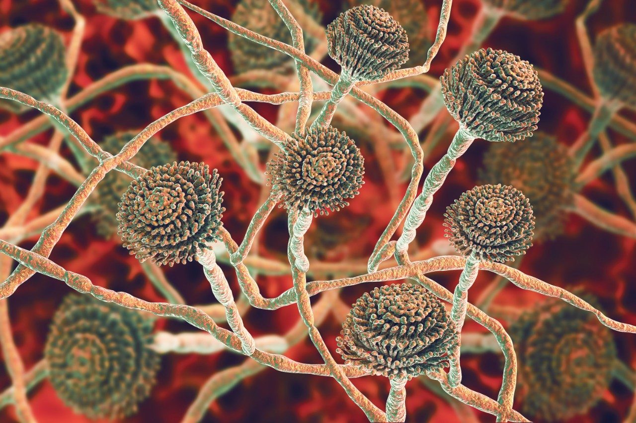 Black mold which produce aflatoxins