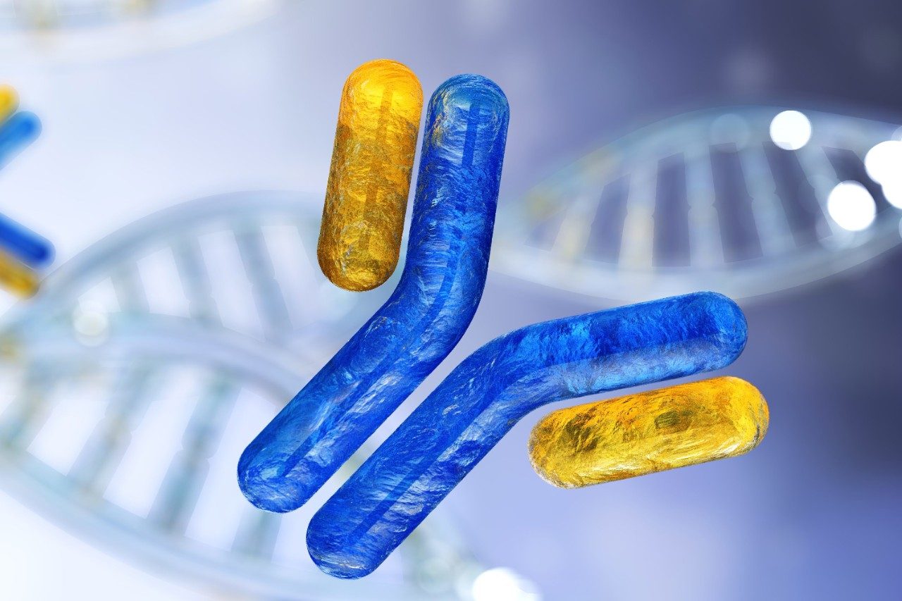 Antibody, immunoglobulin, protein