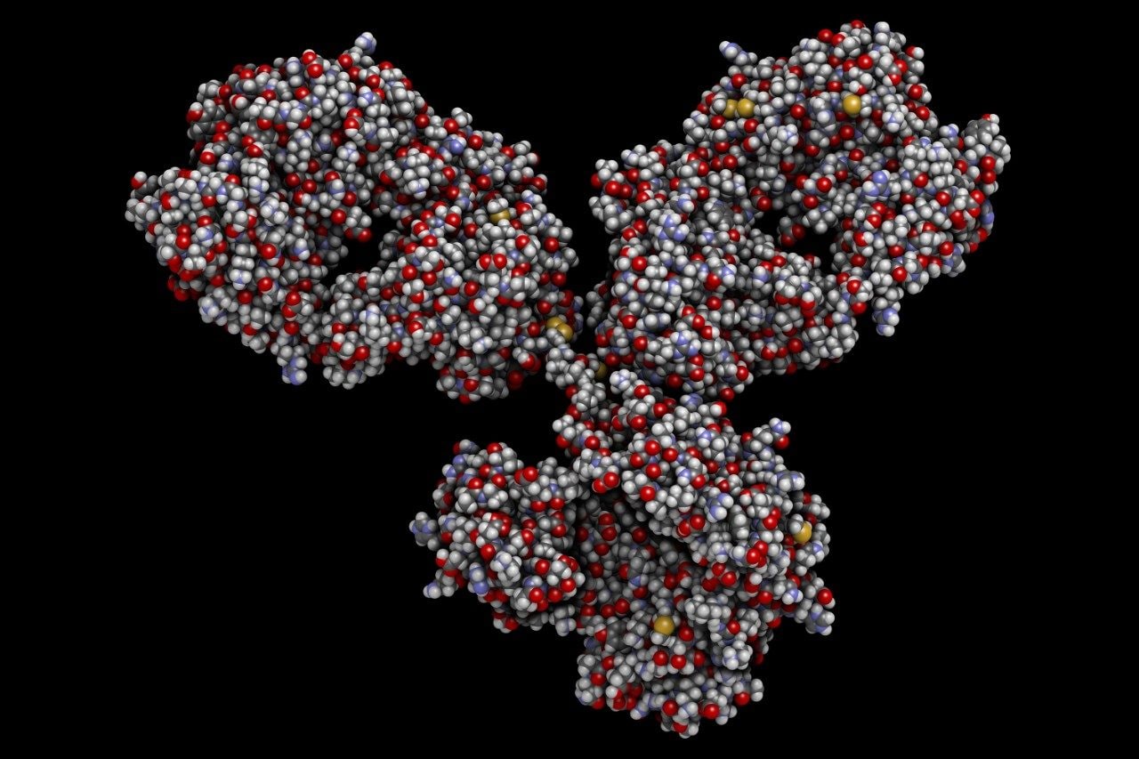 IgG1 monoclonal antibody infliximab