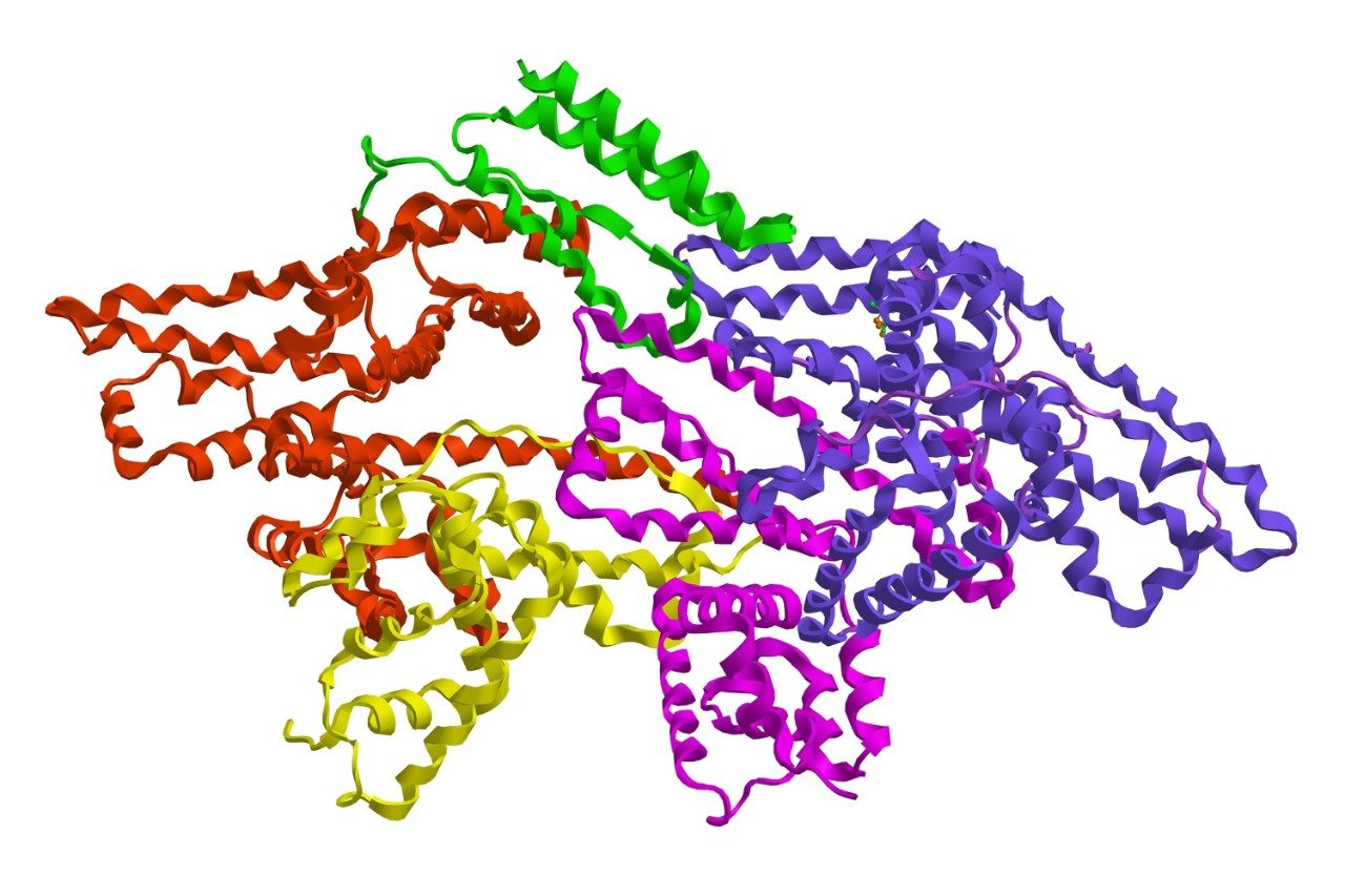 Bovine serum albumin (BSA) molecular structure