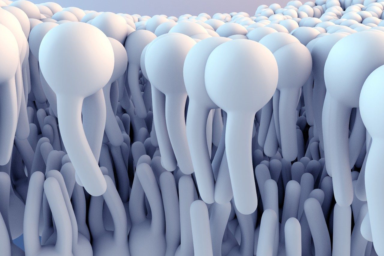 Cell Membrane structure in motion