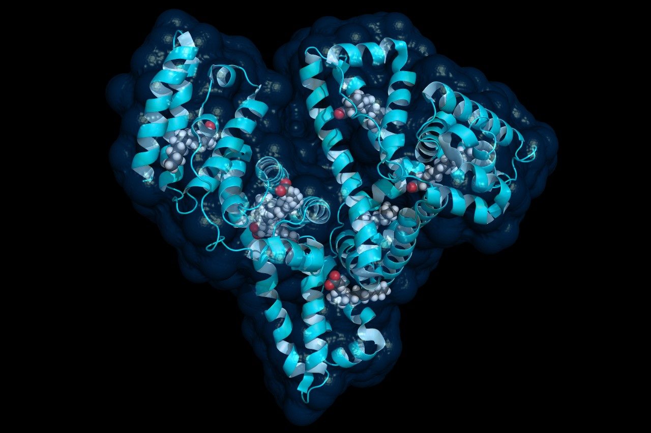 Human serum albumin molecule structure