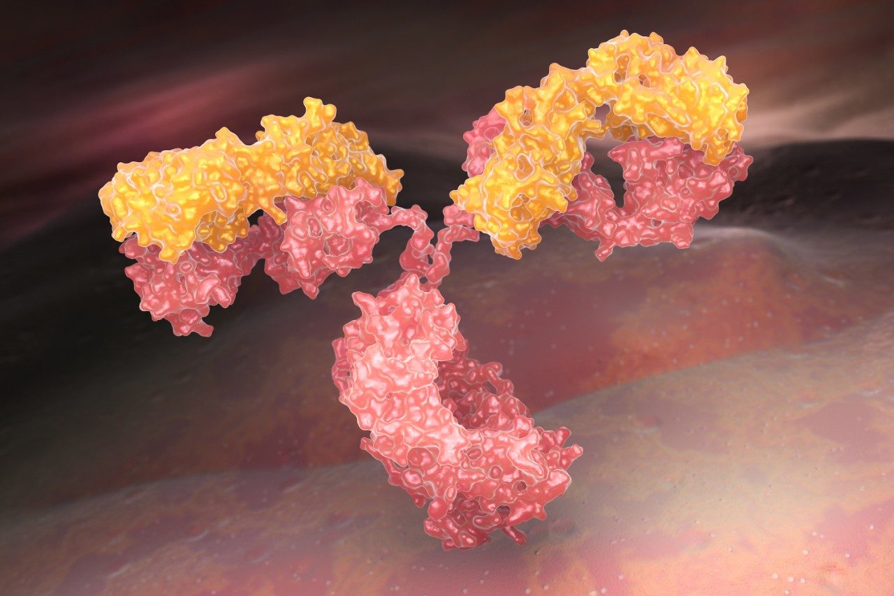 Human antibody (immunoglobulin)