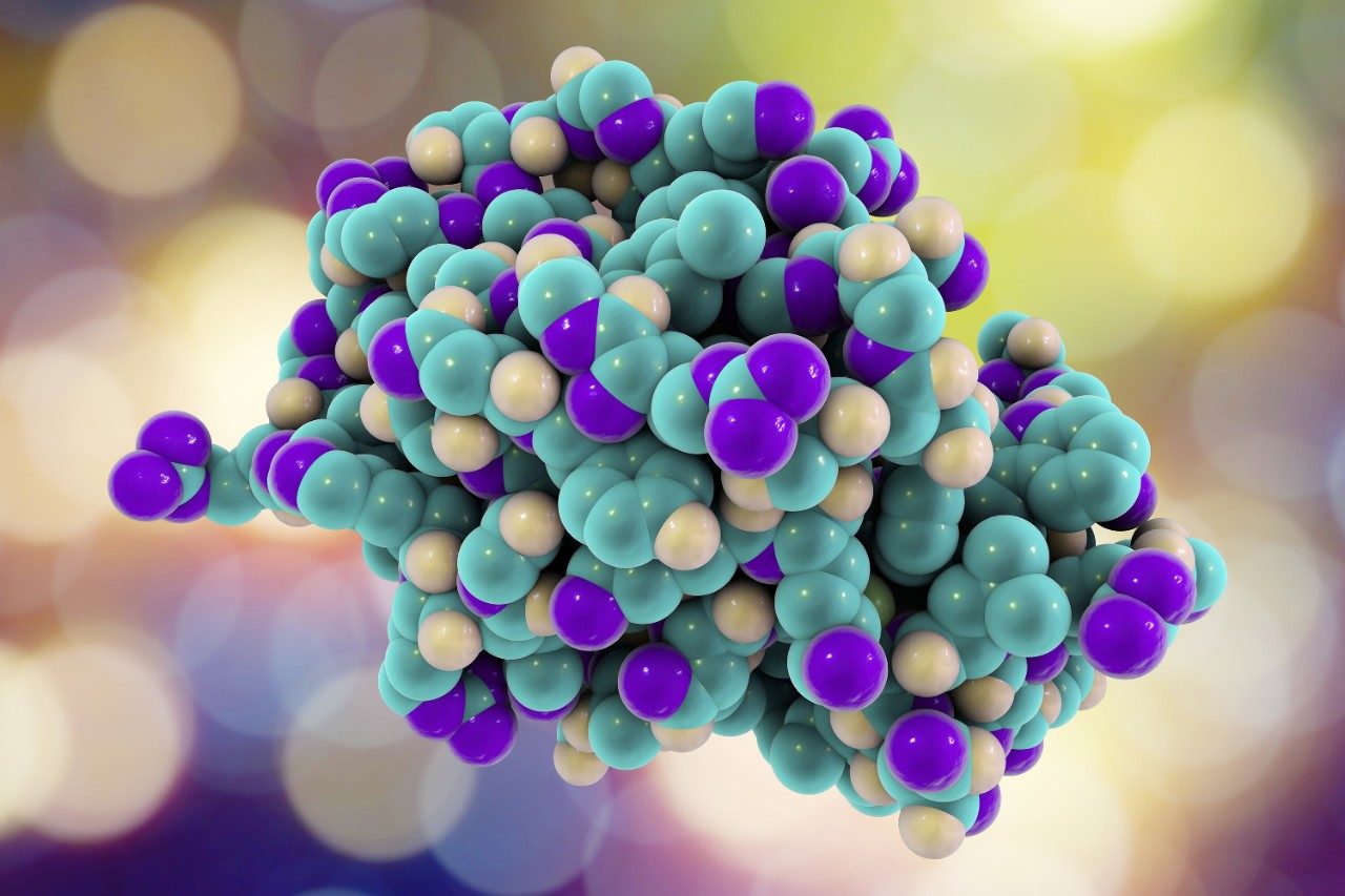 Lysozyme protein molecular model
