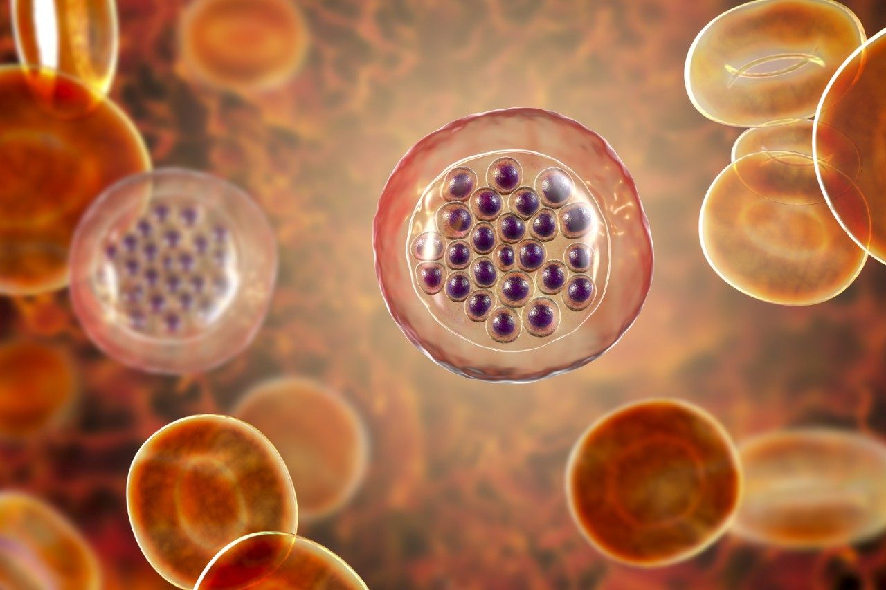 Malaria-infected red blood cells