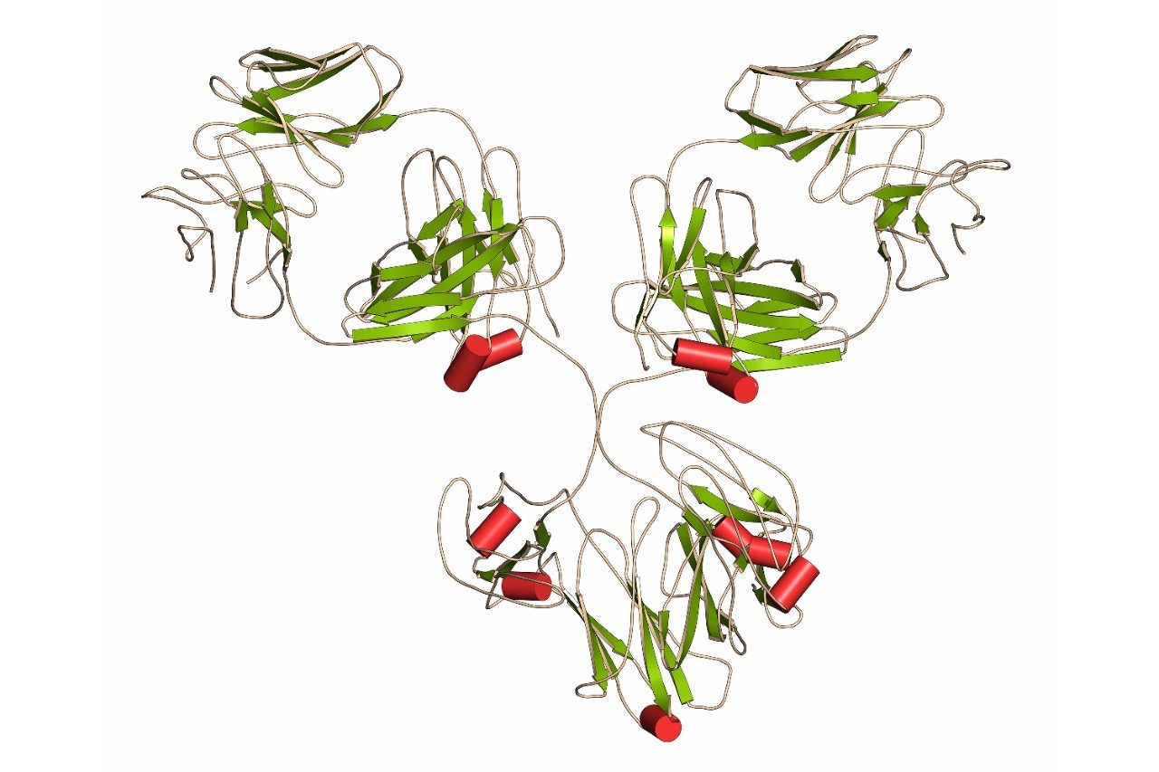 IgG1 monoclonal antibody (immunoglobulin)