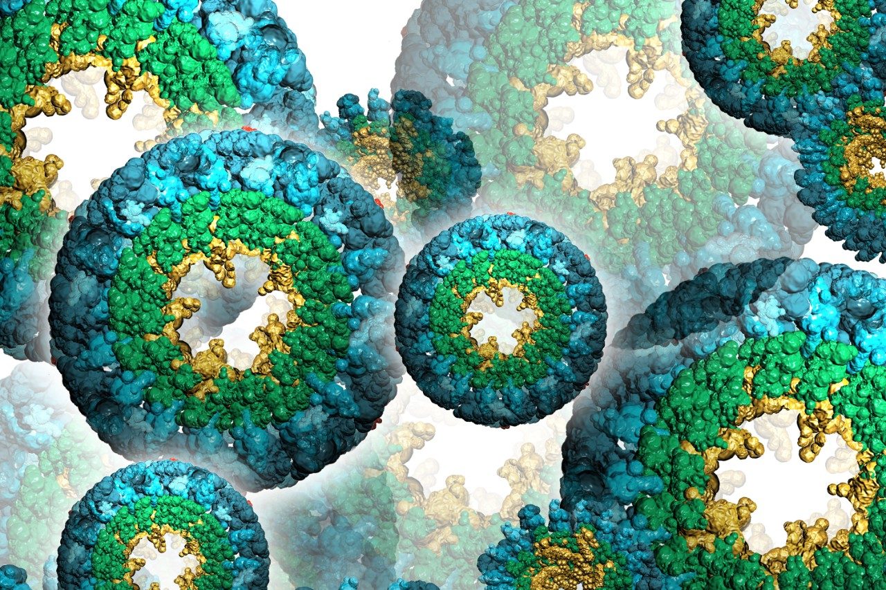Respiratory protein molecules
