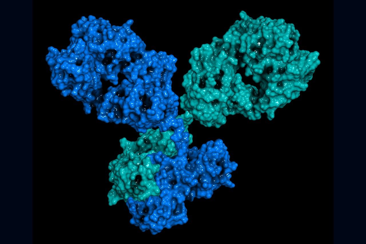 IgG1 monoclonal antibody (immunoglobulin)