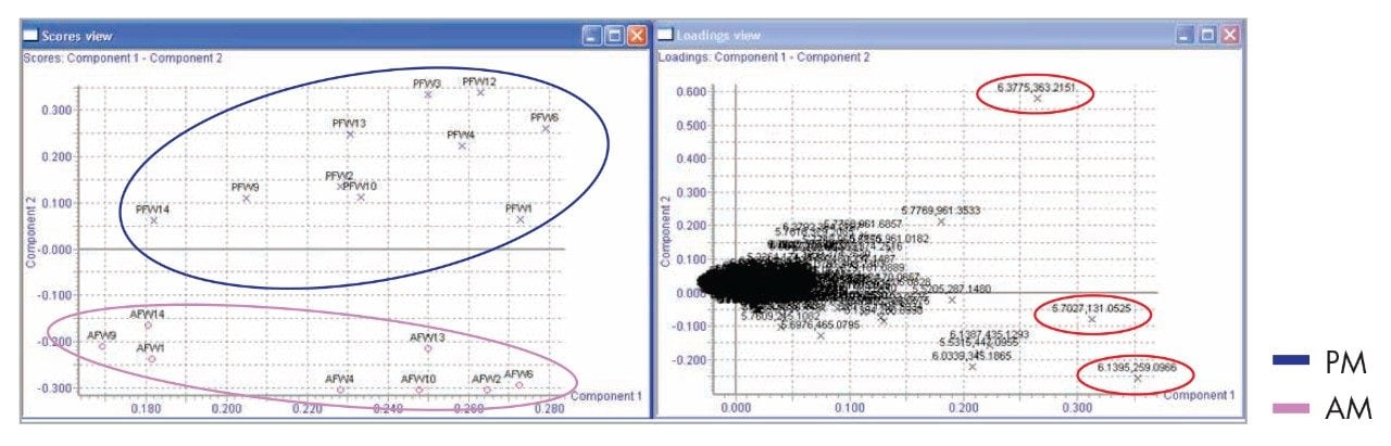 Scores and loadings plots for urine.