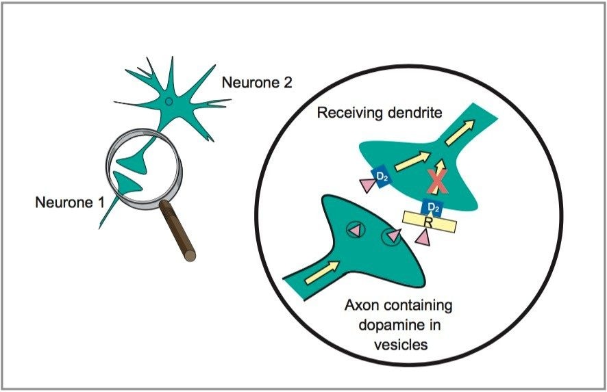 Proposed antagonistic effect of risperidone at the dopamine receptors