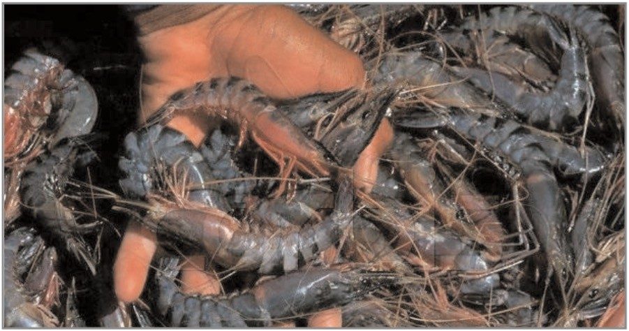 Black Tiger Shrimp