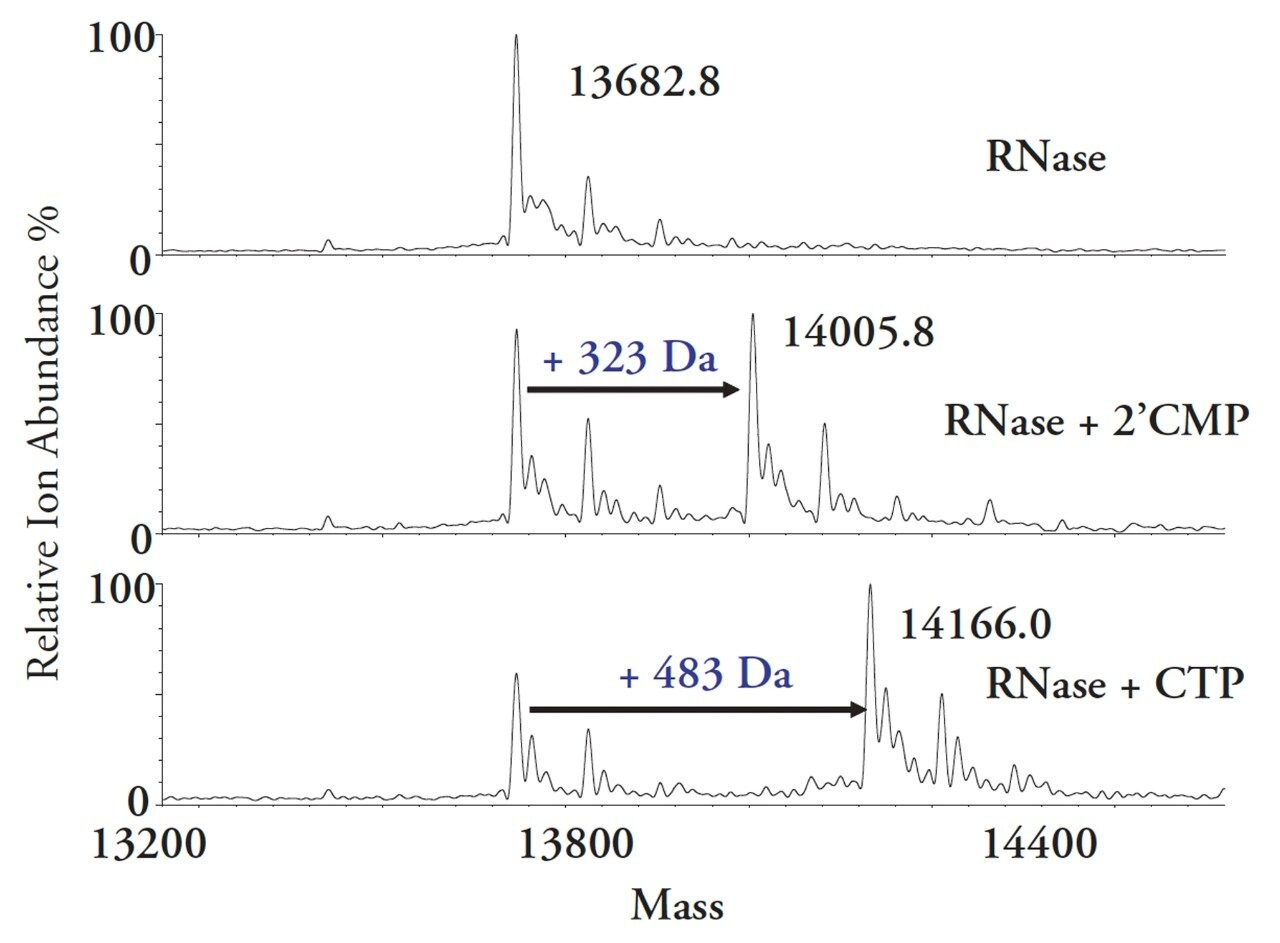 Deconvoluted mass spectra of the RNase-Ligand complexes.