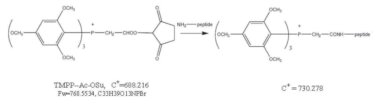 Reaction of TMPP-Ac-OSu with the amine at the peptide N-terminal.