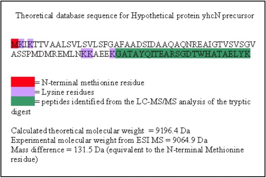 Sequence of the Hypothetical protein yhcN precursor E.coli strain K12. 