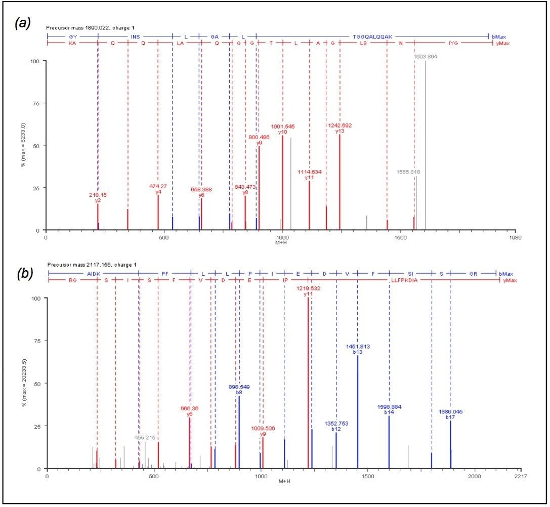 MSE spectra of two extracted peptides.