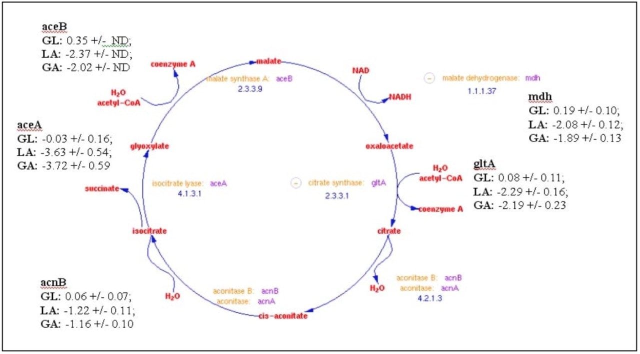 Metabolic scheme for glyoxylate shunt and the associated protein quantitation.