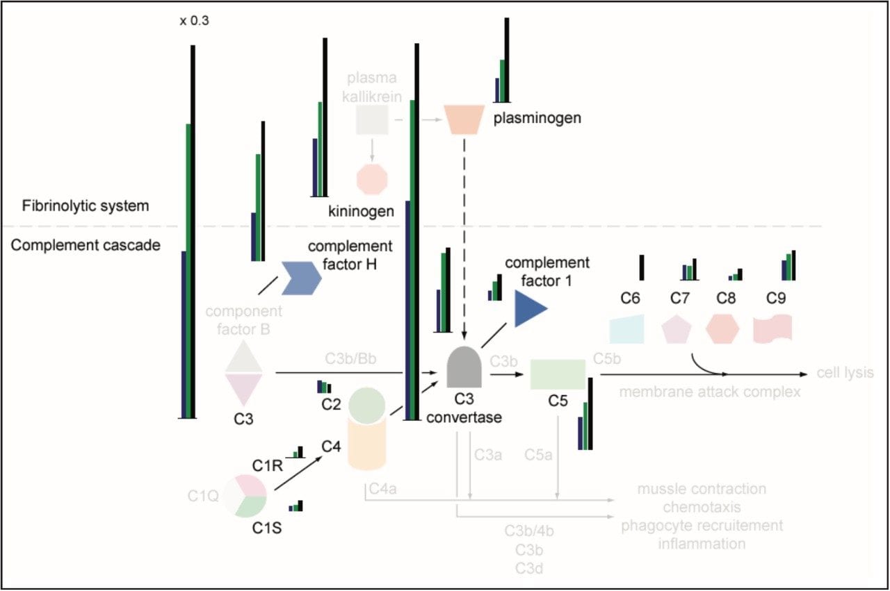 Complement cascade with the identified complement proteins in color