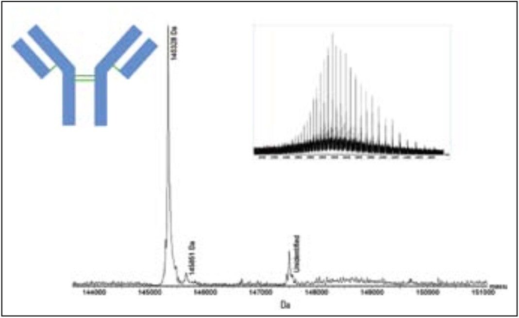Characterization of an IgG1 Monoclonal Antibody and Related Sub ...