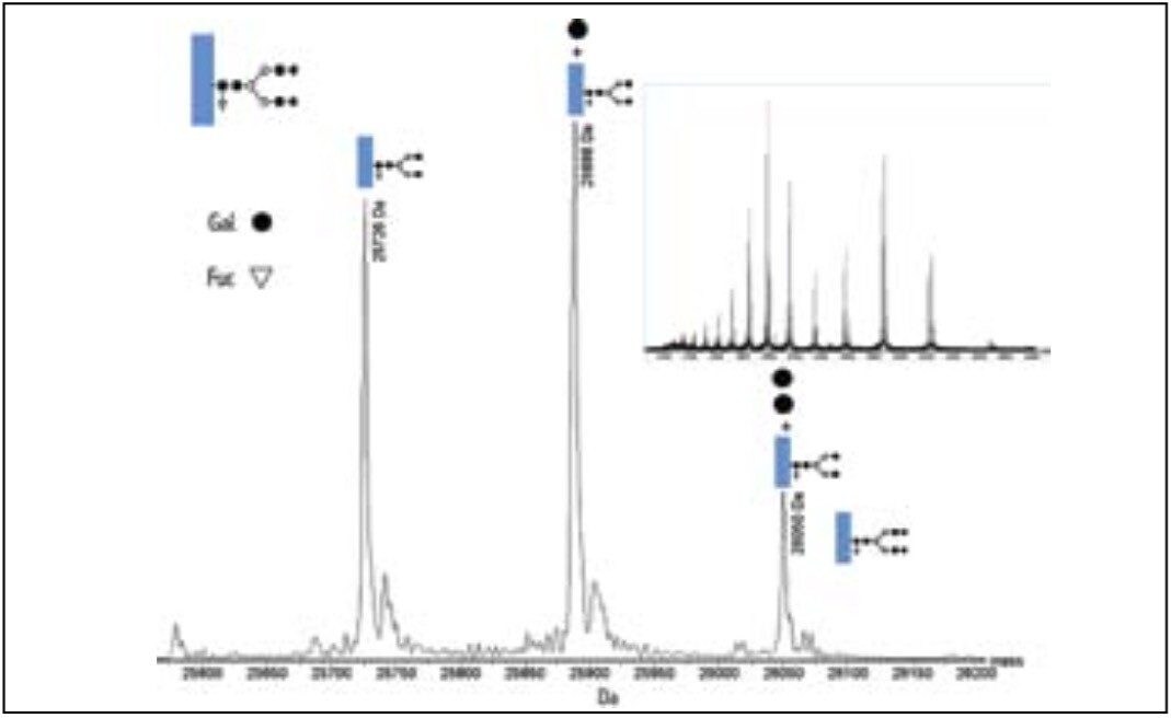 Combined mass spectrum of Fc fragment