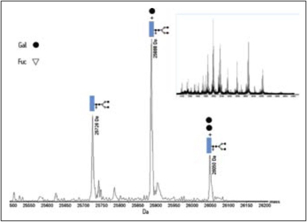 The combined mass spectrum (inset) of the Fc fragment 