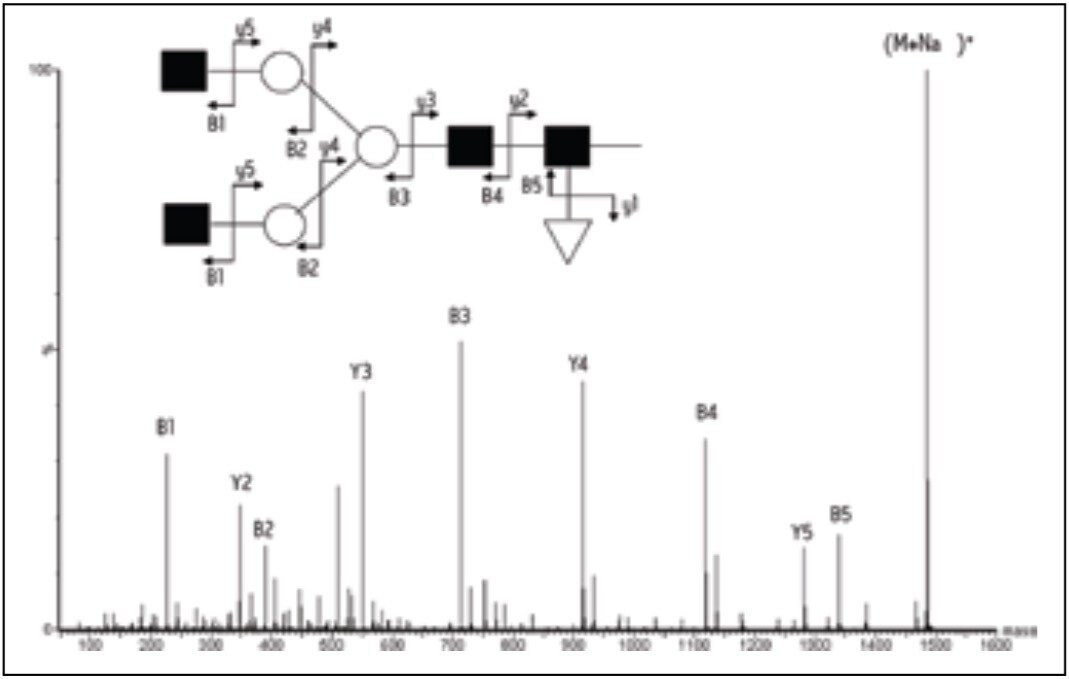 MALDI MS/MS of the sodiated non-glucosylated core glycan 