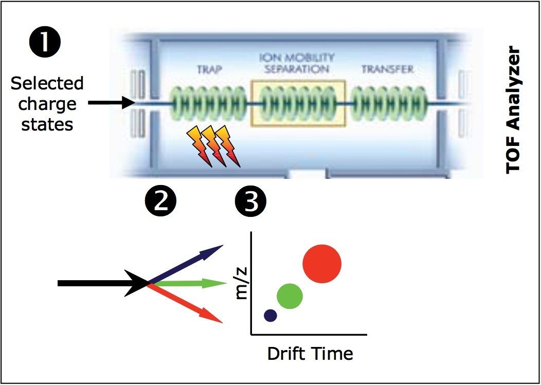 Schematic of the top-down experiment