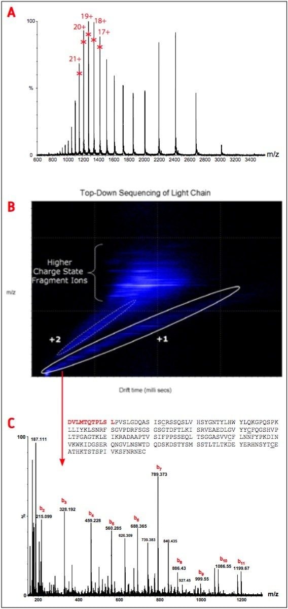 The TOF spectrum of the light chain obtained by on-line LC-MS analysis