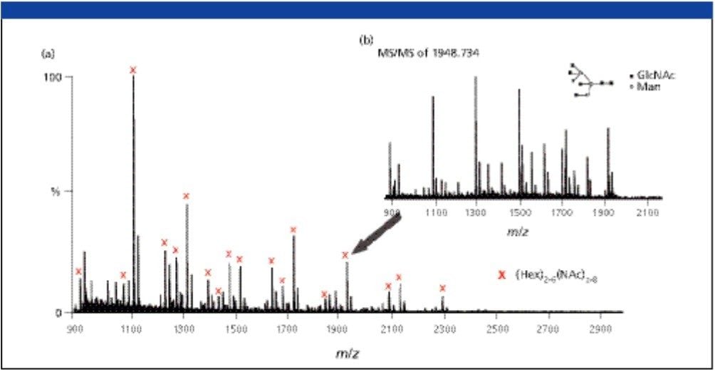  MALDI-QTof MS spectrum of the oligosaccharides released from ovalbumin