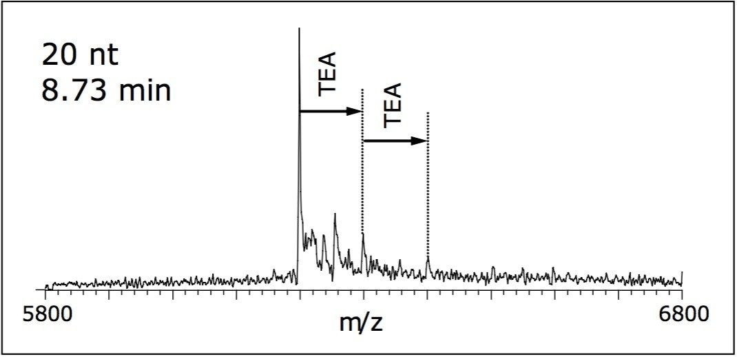 Deconvoluted mass spectrum of RNAi 20 nt