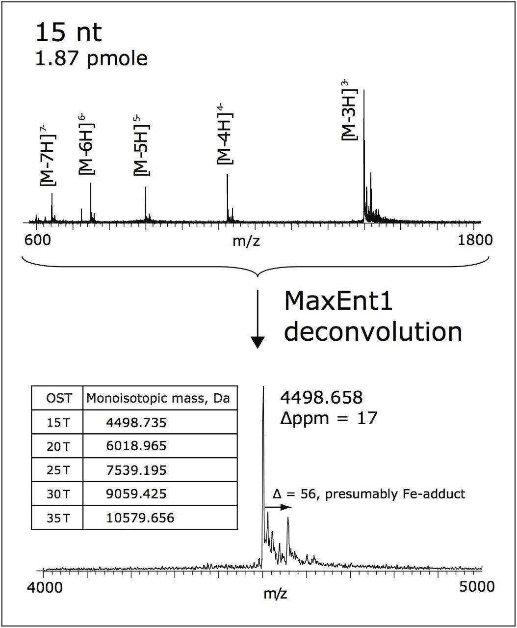 Mass deconvolution of 15 T oligonucleotide.