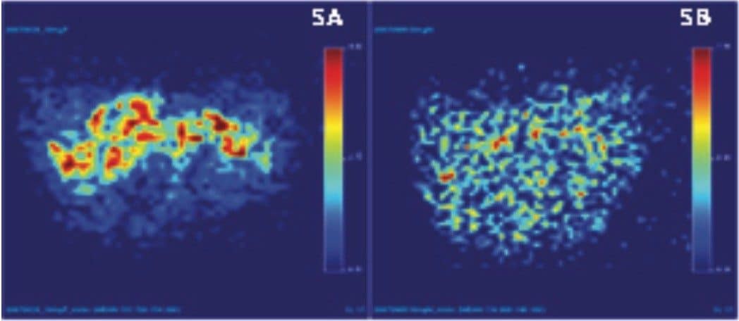 Rat brain tissue images