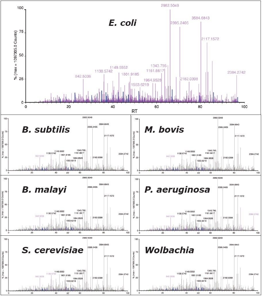 Results from an E. coli LC-MSE dataset queried against six species specific databases from different bacterial proteomes.