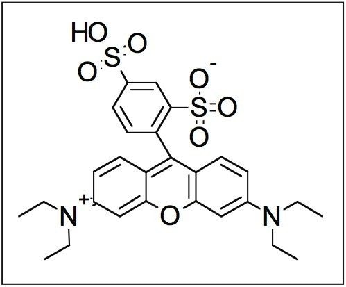 Structure of the proposed marker sulforhodamine B.
