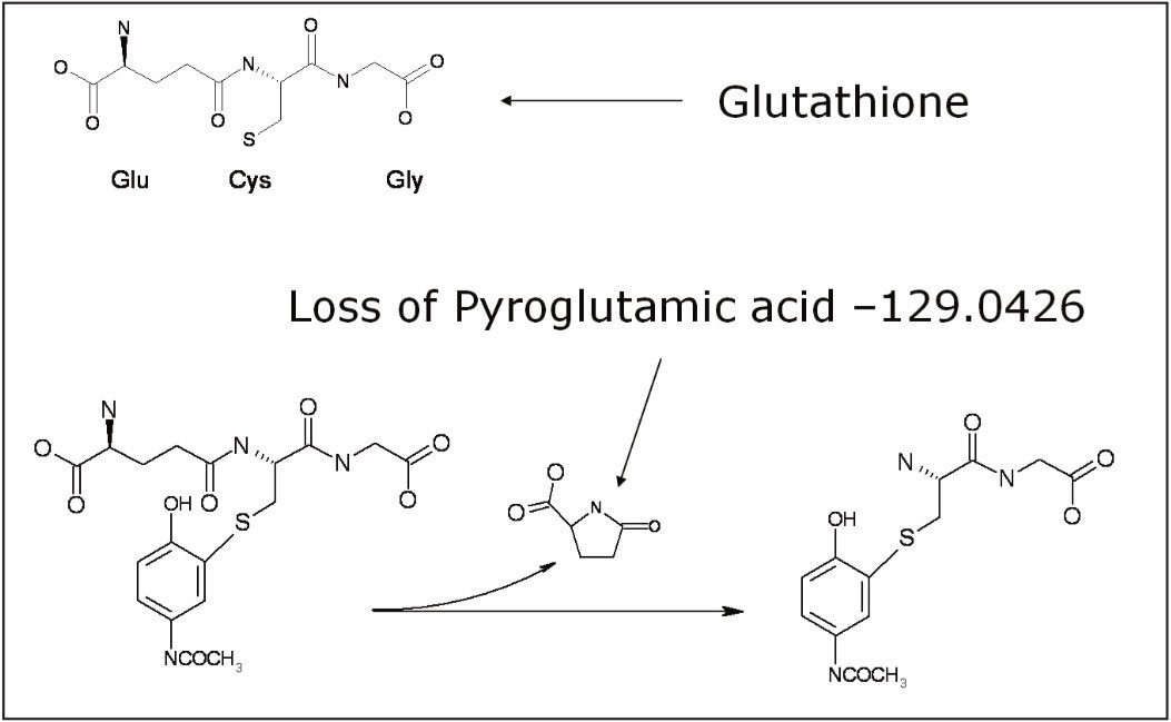Neutral loss monitoring with the loss of the pyroglutamic acid moiety.