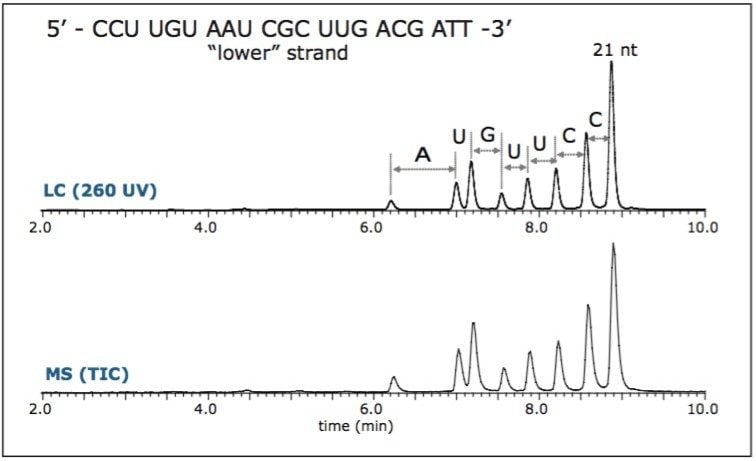Fast UPLC/MS chromatograms of the lower RNA 21 nt strand