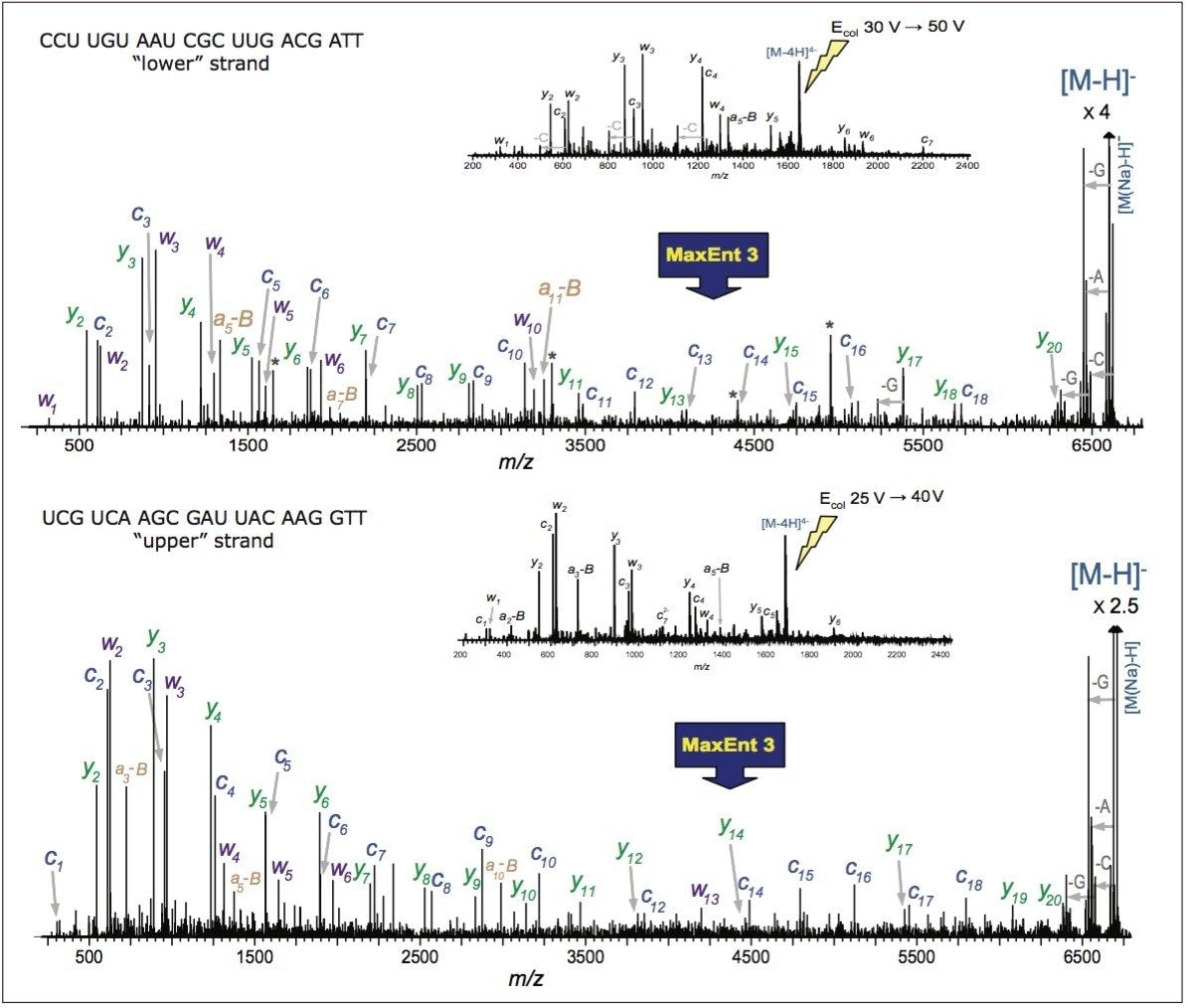  MaxEnt3 deconvoluted MS/MS spectra of 21 nt RNA oligonucleotides