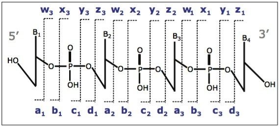 Nomenclature of oligonucleotide fragmentation