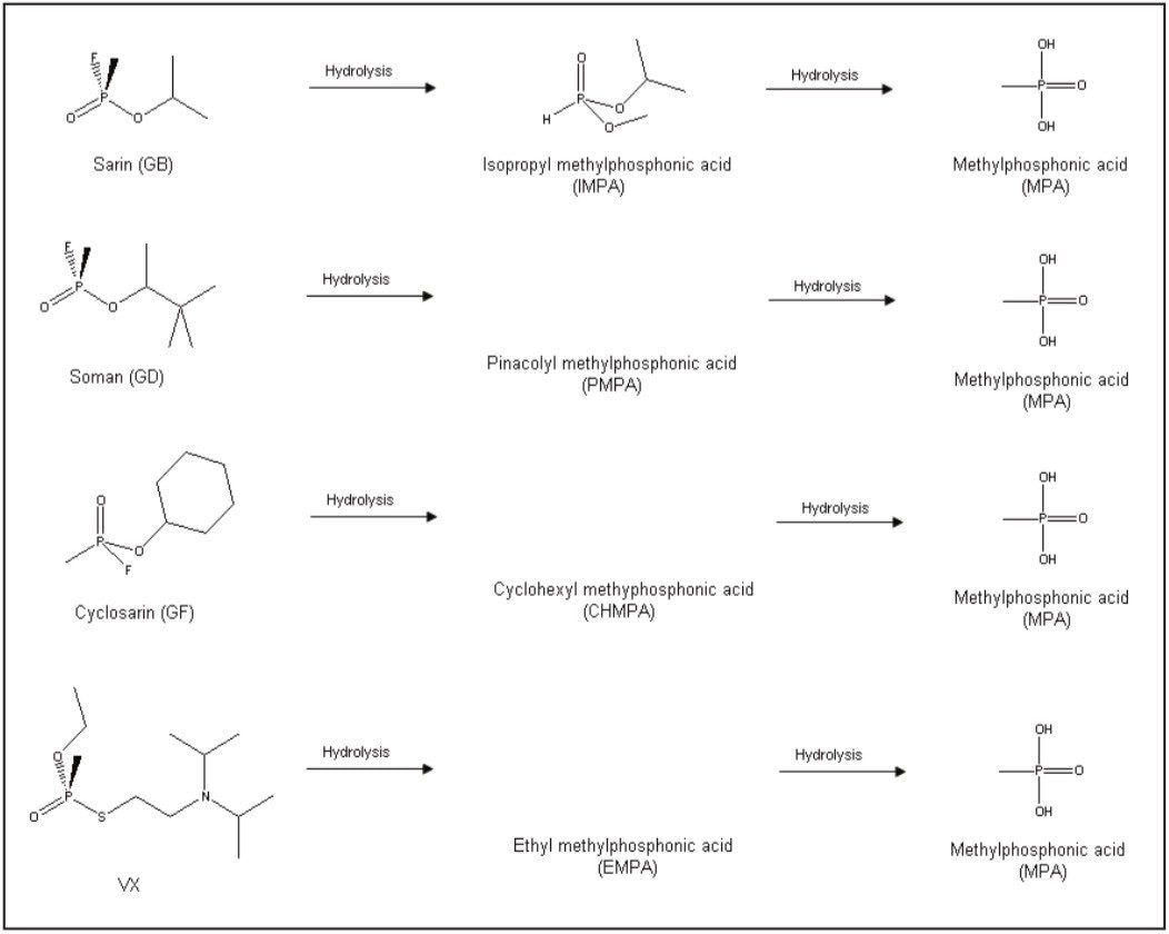 Degradation pathway for nerve agents GB, GD, GF, and VX.