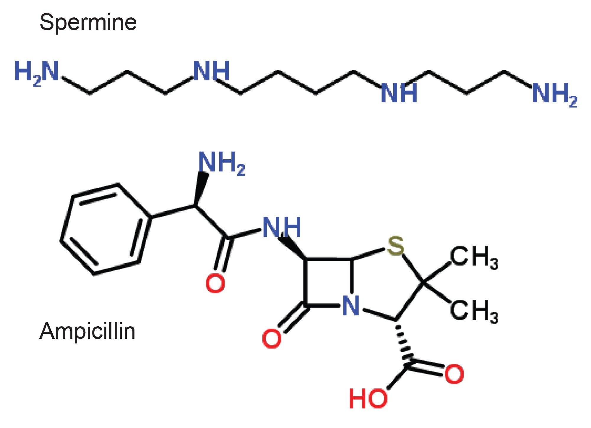 Spermine and ampicillin structures.