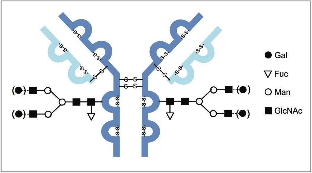 Structure of recombinant monoclonal IgG1 antibody