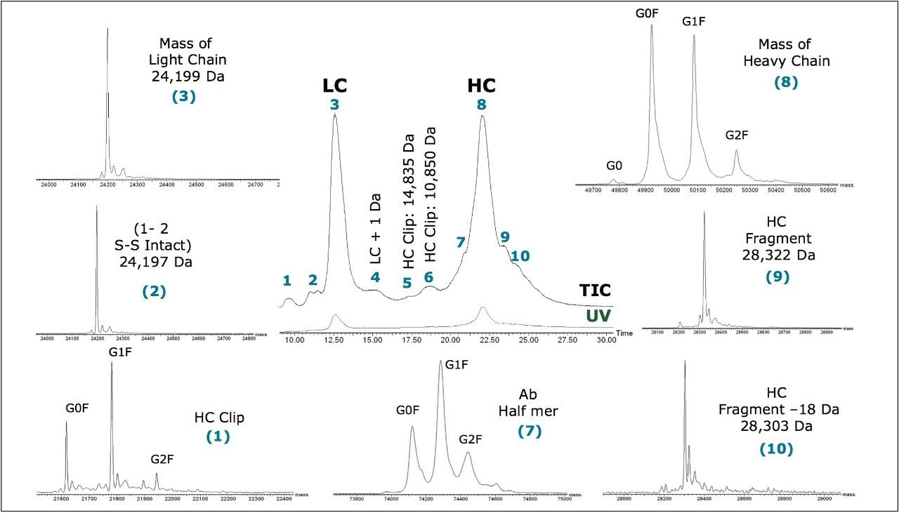 UPLC-UV/MS analysis of reduced IgG1