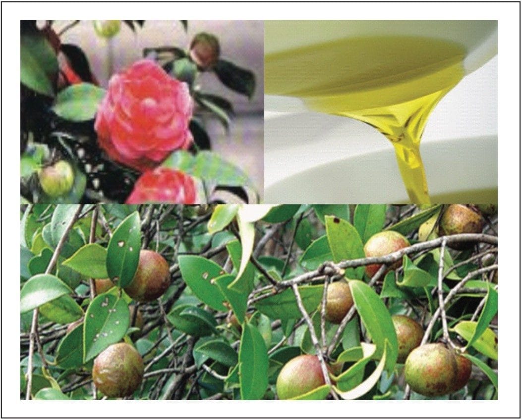 Tea seed flowers, tea seed nuts, and tea seed oil