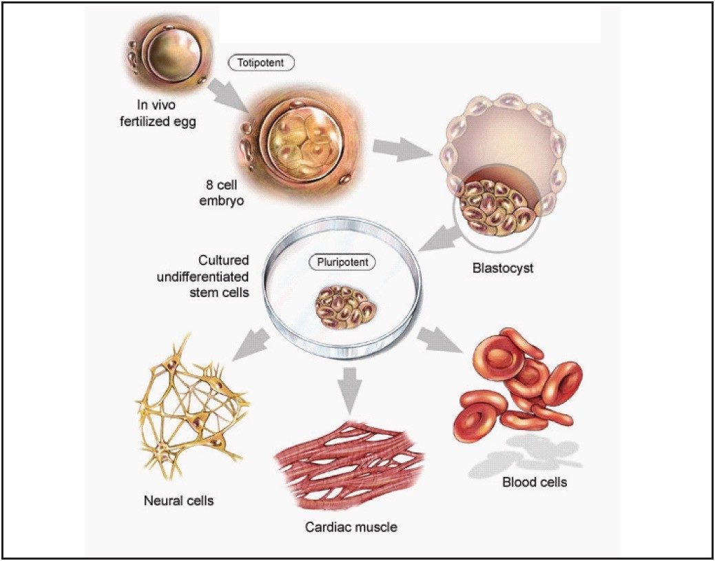 Experimental system that shows how ES cells can differentiate into various lineage derivatives