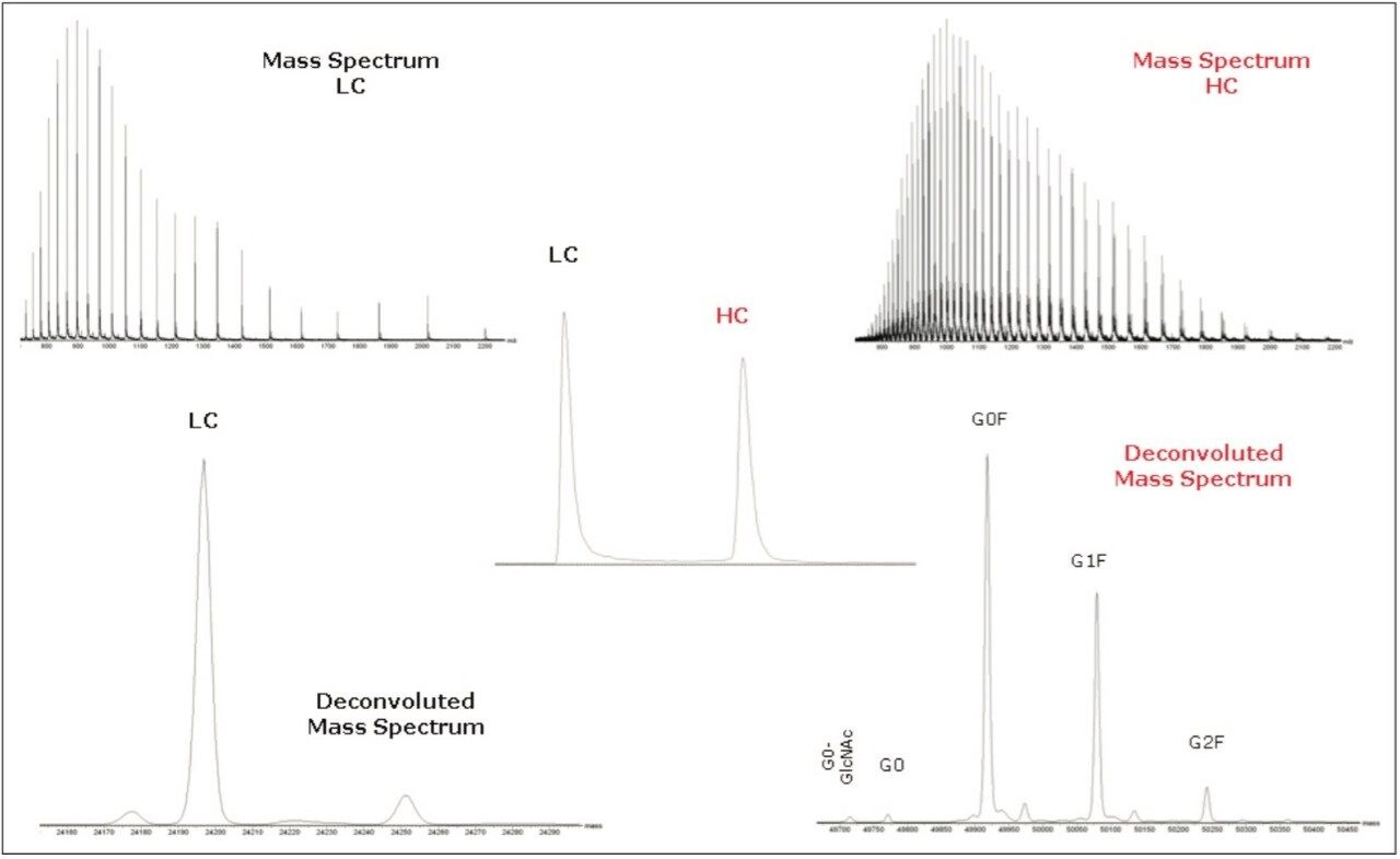 LC-MS analysis of a reduced monoclonal antibody