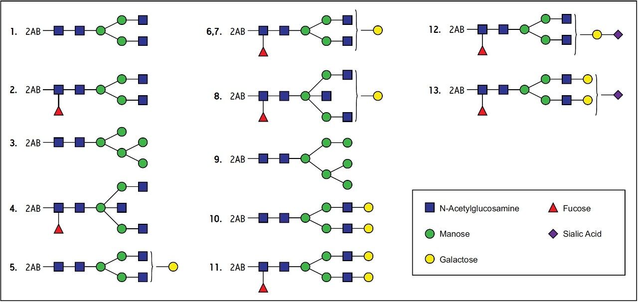 Major structures identified from 2-AB labeled human IgG glycans