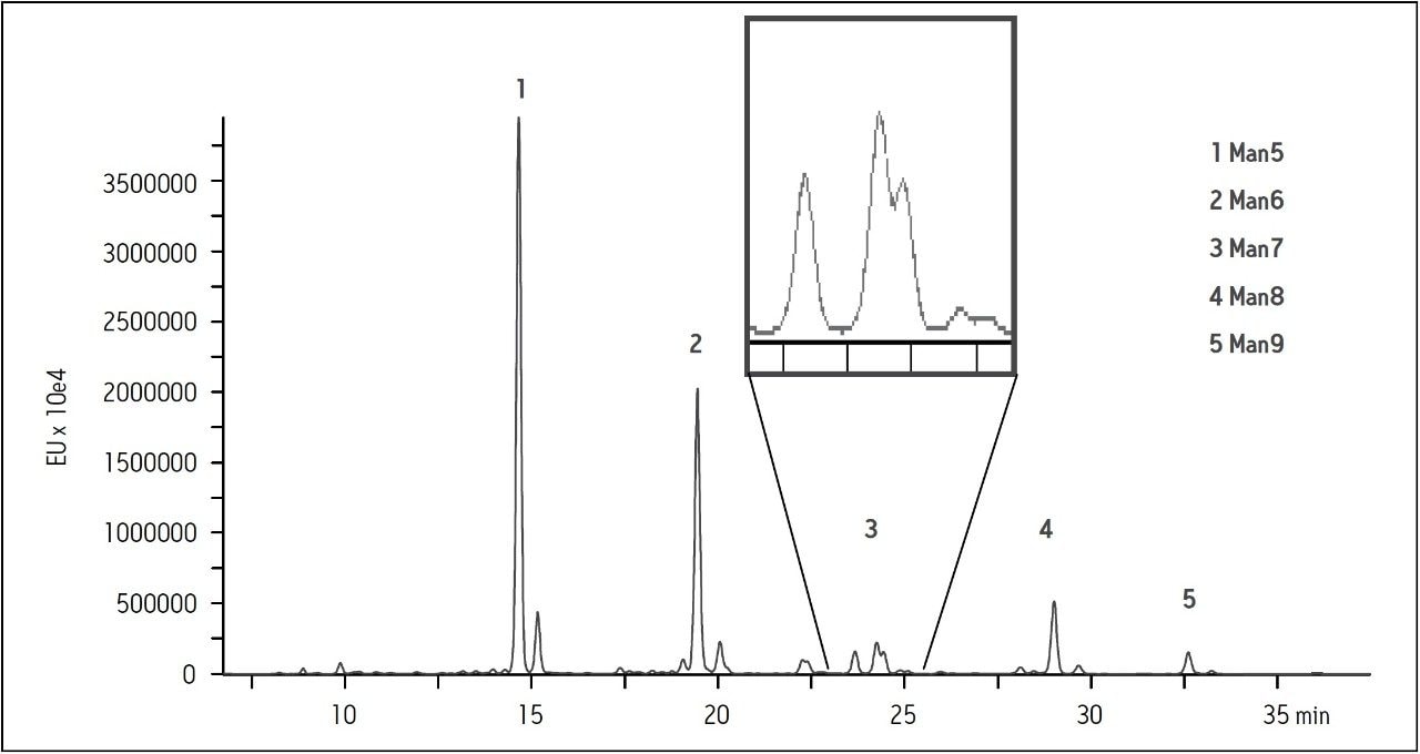 UPLC-FLR Chromatogram of 2-AB labeled high mannose glycans from bovine ribonuclease b