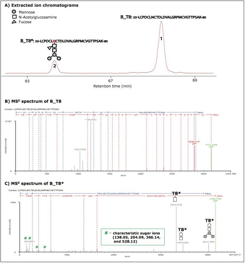  Separation and characterization of unmodified and glycosylated tryptic peptide T8 in HA protein B.